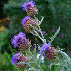 Cynara cardunculus