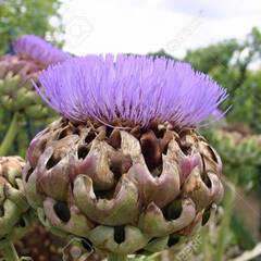 Cynara scolymus