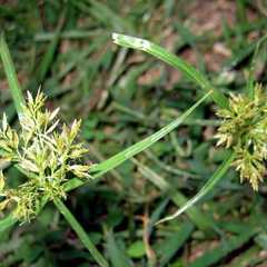 Cyperus