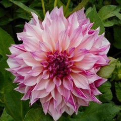 Dahlia cafe au lait