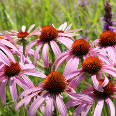 Echinacea purpurea