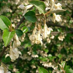 Elaeagnus multiflora