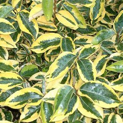 Elaeagnus x ebbingei