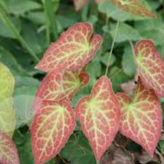 Epimedium rubrum