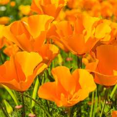 Eschscholzia californica