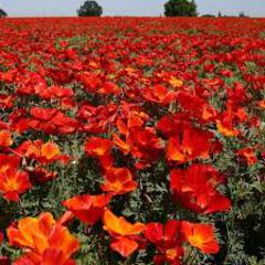 Eschscholzia californica red chief