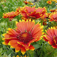 Gaillardia grandiflora sunset flash