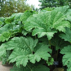 Gunnera manicata