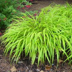 Hakonechloa macra all gold