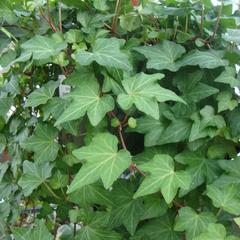 Hedera helix california