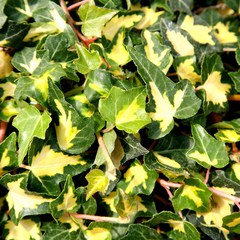 Hedera helix oro di bogliasco