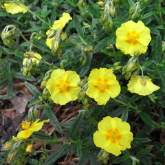 Helianthemum ben fhada