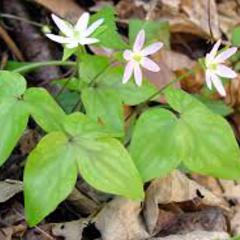 Hepatica acutiloba