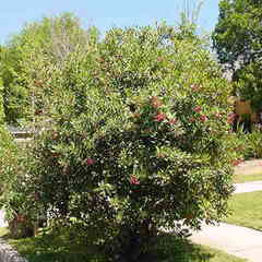 Heteromeles arbutifolia