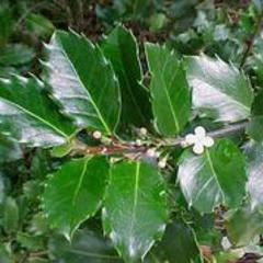 Ilex meserveae blue prince