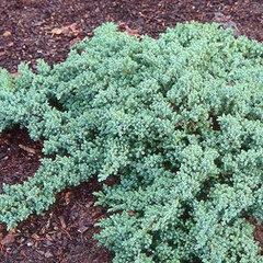 Juniperus procumbens nana