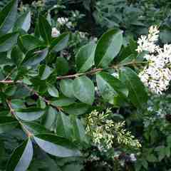 Ligustrum vulgare