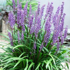 Liriope muscari