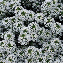 Lobularia