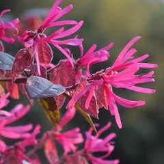 Loropetalum chinense var rubrum burgundy