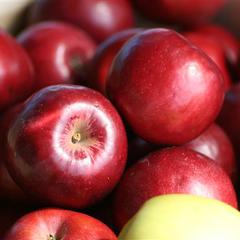 Malus domestica cortland