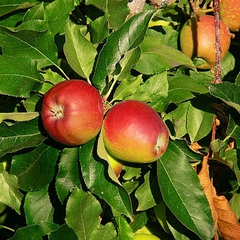 Malus domestica gala