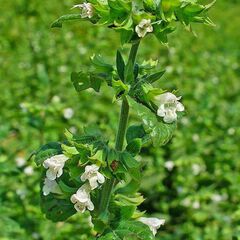 Melissa officinalis