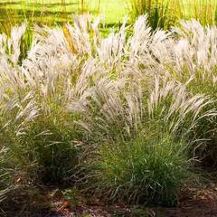 Miscanthus sinensis