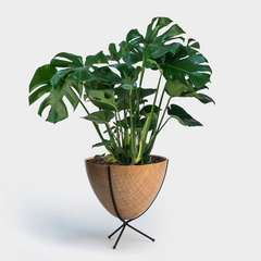 Monstera deliciosa