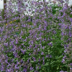 Nepeta novanepjun