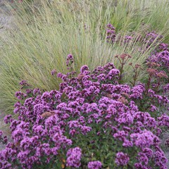 Origanum laevigatum