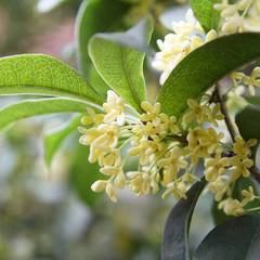 Osmanthus fragrans