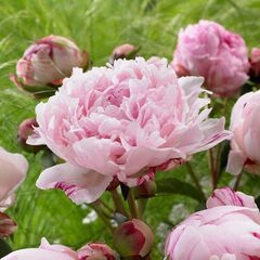 Paeonia sarah bernhardt