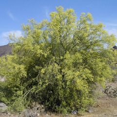 Parkinsonia microphylla