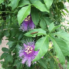 Passiflora incarnata