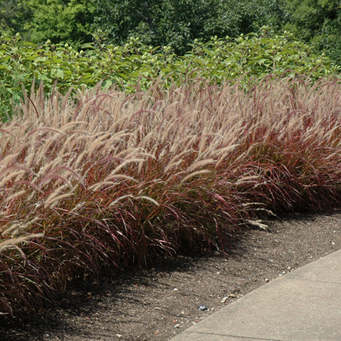 Pennisetum setacum rubrum