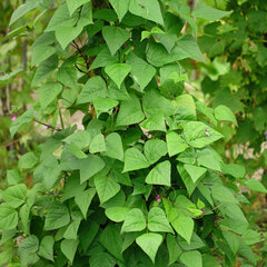 Phaseolus vulgaris rose creek