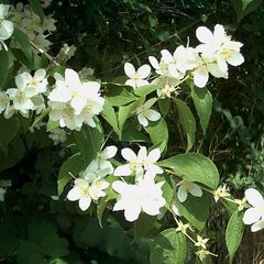 Philadelphus coronarius