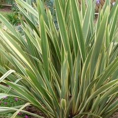 Phormium tenax