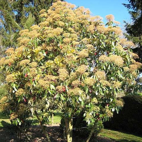 Photinia serrulata