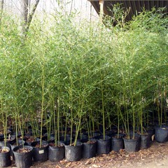 Phyllostachys bissetii