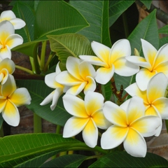 Plumeria alba