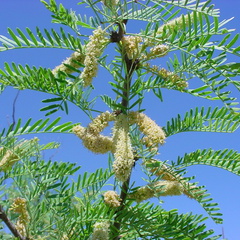 Prosopis glandulosa