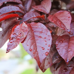 Prunus cerasifera krauter vesuvius