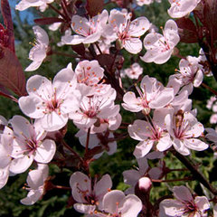 Prunus cistena