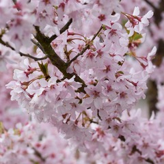 Prunus pendula