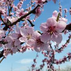 Prunus persica arctic supreme peach