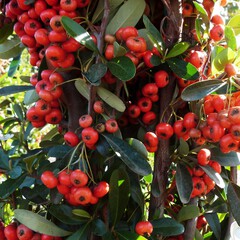 Pyracantha fortuneana