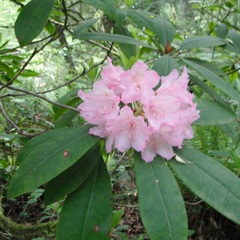 Rhododendron macrophyllum