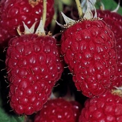 Rubus idaeus heritage